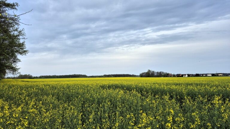 Stanje rastlin 13.04.2026 na vzhodu države